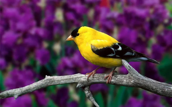 Goldfinch Ptáci Větve Hloubka Pole Přírody — Stock fotografie