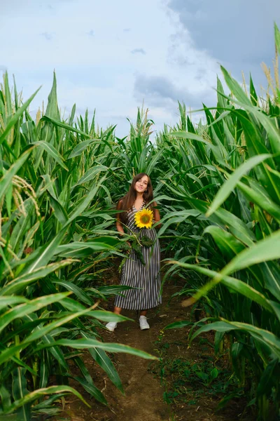 Ładna Kobieta Słonecznikiem Rękach Stojąca Polu Kukurydzy — Zdjęcie stockowe