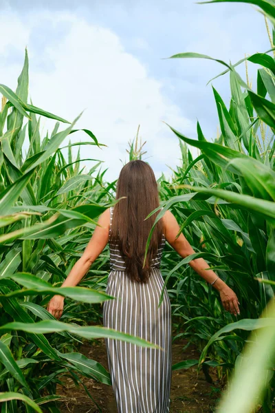 Zadní Pohled Ženu Slunečních Šatech Procházející Kukuřičným Polem — Stock fotografie