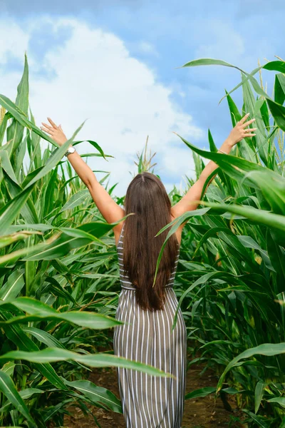 Pandangan Belakang Seorang Wanita Dengan Pakaian Berjalan Melalui Ladang Jagung — Stok Foto