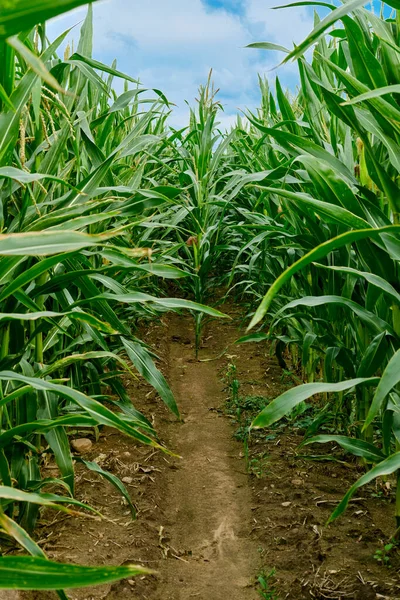 Path Corn Field Close View Corn Stalks — Stock Photo, Image