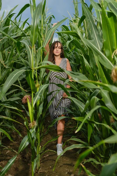 Pretty Woman Walking Corn Field — Stok Foto