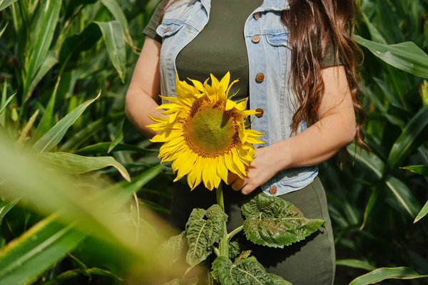 Zugeschnittenes Bild Einer Frau Maisfeld Mit Sonnenblume Den Händen — Stockfoto