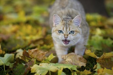 İngiliz altın gölgeli yavru kedi ADGG arka planda sarı sonbahar yaprak