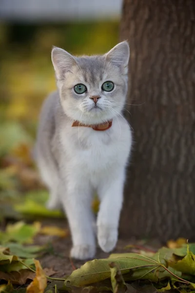 Cute British kitten standing near the tree — Stock Photo, Image