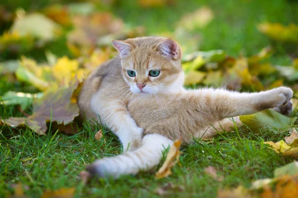 Yong İngiliz altın chinchilla kedi — Stok fotoğraf