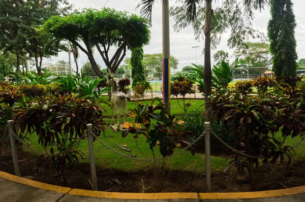 Hermoso Parque Con Hermosos Ornamentos Plantas Una Estatua Ciervo Centro — Foto de Stock