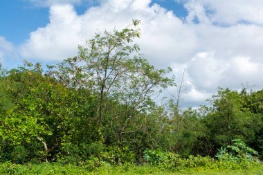 Çok güneşli bir günde mavi gökyüzünde yeşil ağaçlar. Salvador, Bahia, Brezilya.