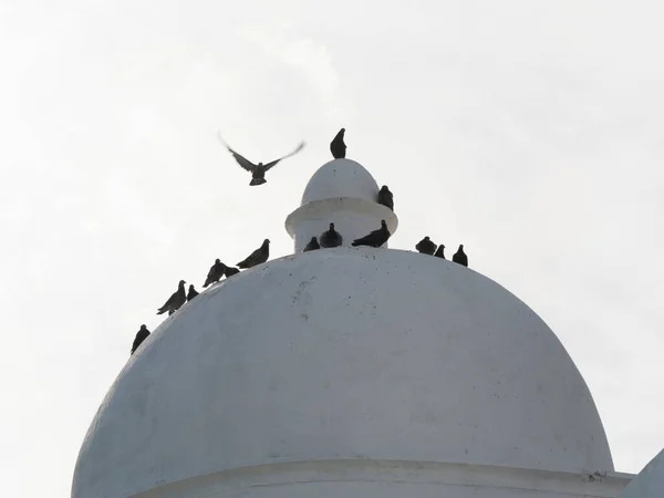 Pigeons Resting Top Dome Ponta Humait Fort Salvador Bahia Brazil — Stock Photo, Image