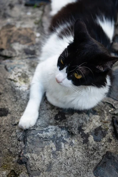 Dócil Hermoso Gato Blanco Negro Posando Para Foto Las Calles —  Fotos de Stock