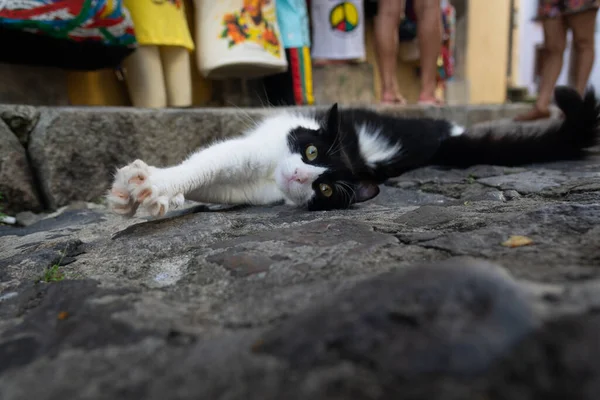 ドキレと美しい黒と白の猫 Pelourinhoの石畳の通りに写真のポーズ サルバドール バイア ブラジル — ストック写真