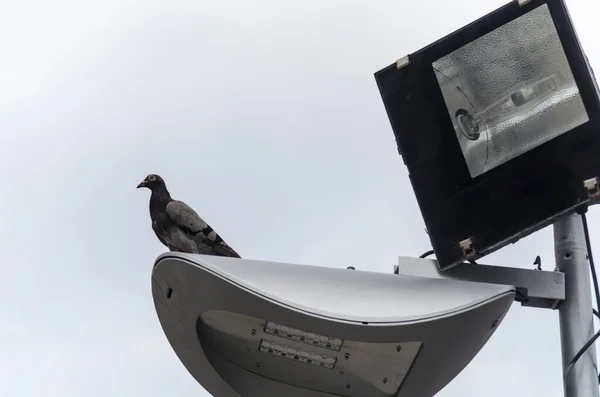 Pombos Cima Iluminação Praça Ver Onde Comida Cidade Salvador Bahia — Fotografia de Stock