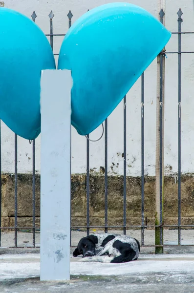 Herrelös Hund Sover Gammal Telefonkiosk Historiskt Centrum Salvador Bahia Brasilien — Stockfoto