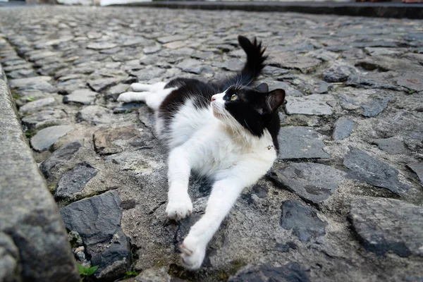 ドキレと美しい黒と白の猫 Pelourinhoの石畳の通りに写真のポーズ サルバドール バイア ブラジル — ストック写真