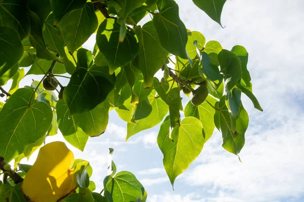 Feuilles Vertes Une Plante Avec Ciel Arrière Plan Salvador Bahia — Photo