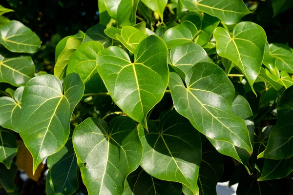 Groene Bladeren Van Een Plant Met Bessen Lucht Achtergrond Salvador — Stockfoto