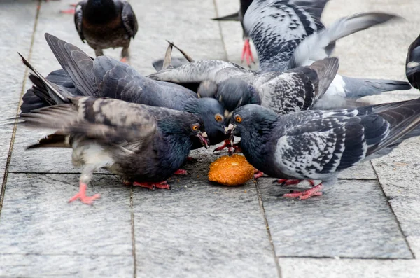 Pigeons Eating Acaraje Corn Urban Road City Salvador Bahia Brazil — Stock Photo, Image