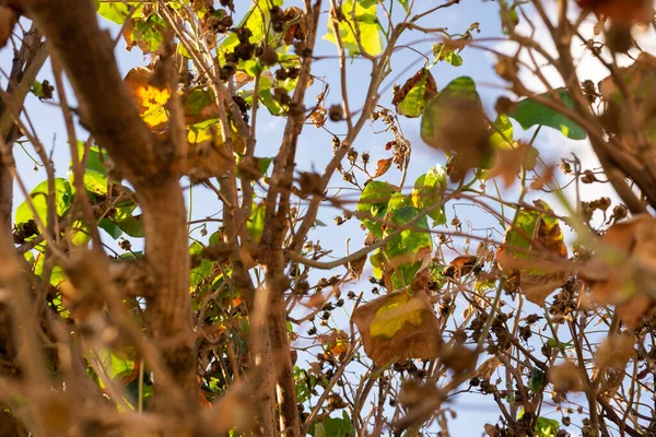 Plant Branches Strong Sun Rio Vermelho Beach Salvador Bahia Brazil — Stock Photo, Image