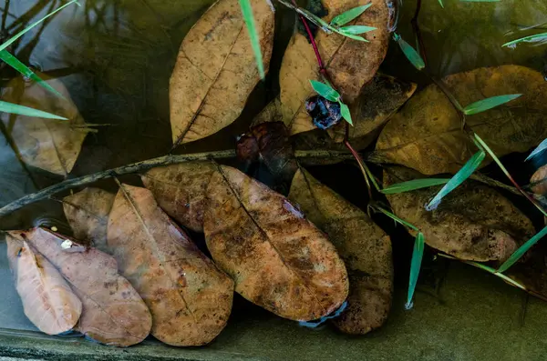 Cabang Daun Coklat Muncul Air Kotor Dari Tepi Sungai Salvador — Stok Foto