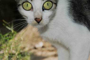Yeşil gözlü kedi kameraya ve yanlara bakıyor. Sao Francisco do Conde, Bahia, Brezilya.