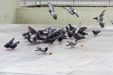 Şehir yolunda akaraje ve mısır yiyen güvercinler. Salvador, Bahia, Brezilya.