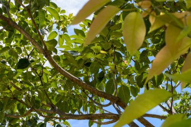Parktaki yapraklı bir ağacın yeşil yaprakları. Salvador, Bahia, Brezilya.