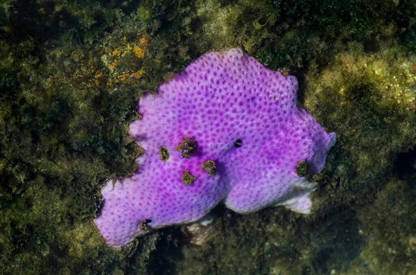 Ribeira sahilinin kayalıklarında leylak rengi mercan. Salvador, Bahia, Brezilya.