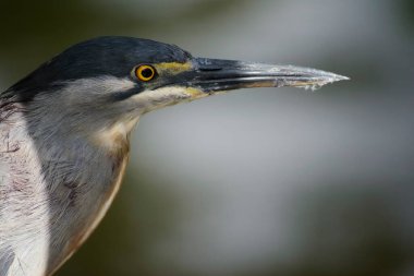 Socozinho is a bird of the order Pelecaniformes of the Ardeidae family. Also known as punch-student, punch-i and punch-mirim (Para), punch-piss and punch-gut.
