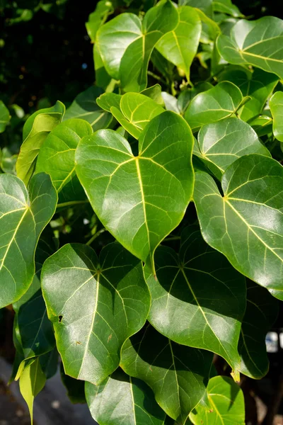 Groene Bladeren Van Een Plant Met Bessen Lucht Achtergrond Salvador — Stockfoto