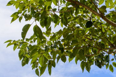 Parktaki yapraklı bir ağacın yeşil yaprakları. Salvador, Bahia, Brezilya.
