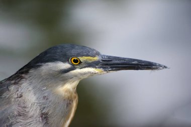 Socozinho is a bird of the order Pelecaniformes of the Ardeidae family. Also known as punch-student, punch-i and punch-mirim (Para), punch-piss and punch-gut.