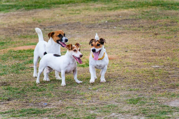 Perros Jugando Hierba Farol Barra Día Soleado Salvador Bahía Brasil —  Fotos de Stock