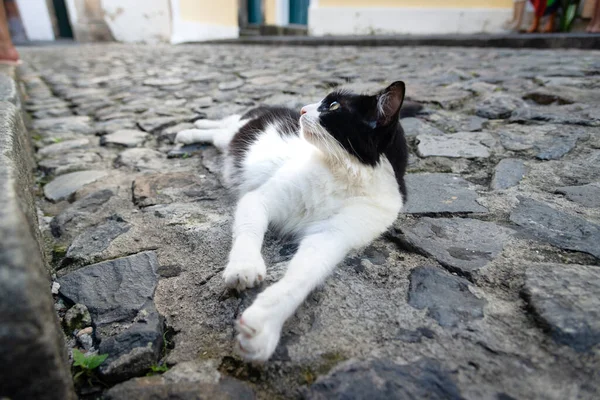 ドキレと美しい黒と白の猫 Pelourinhoの石畳の通りに写真のポーズ サルバドール バイア ブラジル — ストック写真