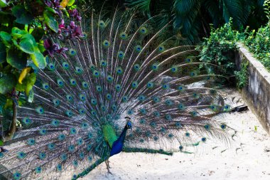 Brezilya, Salvador Bahia 'daki hayvanat bahçesinde renkli tavus kuşu sergileniyor. Pavo ve sülün familyasından Afropavo cinslerine tavus kuşu denir..