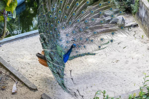 Colorful Peacock Exhibiting Zoo Salvador Bahia Brazil Birds Genus Pavo — Stock Photo, Image