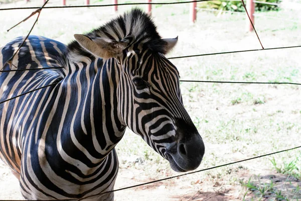 Cebra Curiosa Zoológico Salvador Bahía Brasil Las Cebras Son Mamíferos — Foto de Stock