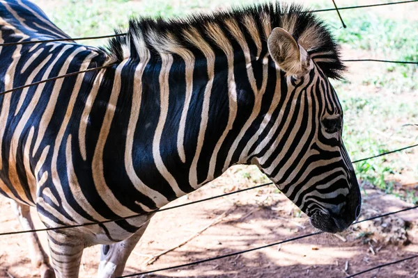 Neugierige Zebras Zoo Von Salvador Bahia Brasilien Zebras Sind Säugetiere — Stockfoto