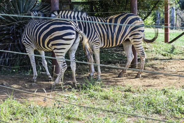 ブラジルのバイーア州サルバドールの動物園で2匹のゼブラスの餌やり シマウマは アフリカの中央部と南部に生息する馬の家族 馬の子孫に属する哺乳類です — ストック写真