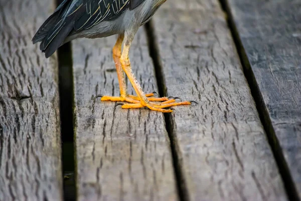 Socozinho Bird Order Pelecaniformes Ardeidae Family Also Known Punch Student — Stock Photo, Image