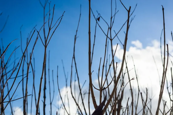 ブラジル バヒア州サルバドール2021年5月30日 サルバドールのリオ ヴェルメロビーチの強い太陽の下での植物の枝 — ストック写真