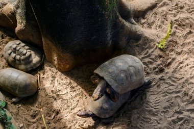 Kaplumbağa, özellikle Brezilya 'da, Güney Amerika' ya özgü, sadece karapasta bulunan bir sürüngendir. Salvador Hayvanat Bahçesi, Bahia, Brezilya.