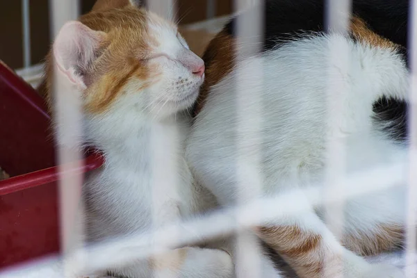 Gatto Intrappolato Una Gabbia Attesa Essere Adottato Adulto Cui Piacciono — Foto Stock