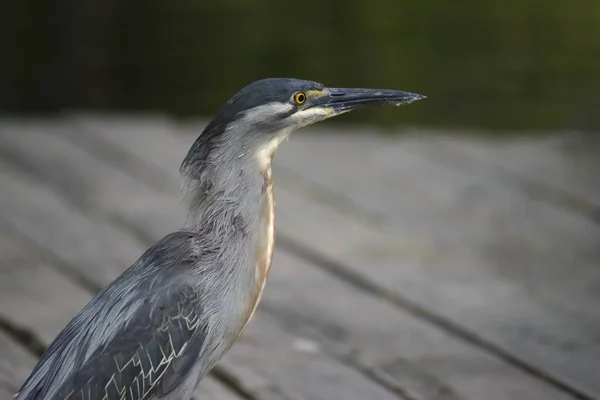 Socozinho Bird Order Pelecaniformes Ardeidae Family Also Known Punch Student — Foto Stock