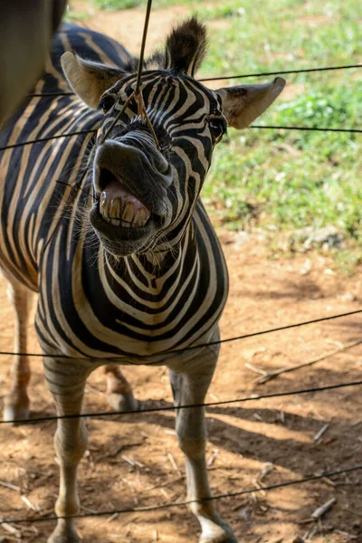 Любопытная Зебра Зоопарке Сальвадоре Баия Бразилия Зебры Млекопитающие Принадлежащие Семье — стоковое фото