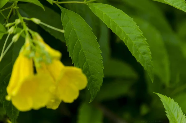 Flowers Green Leaves Metropolitan Park Pituacu City Salvador Bahia Brazil — Stock Photo, Image