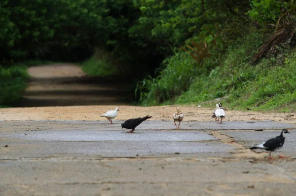 Små Fåglar Som Äter Grusvägen Pituacu Park Salvador Bahia Brasilien — Stockfoto