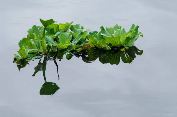 Flores Hojas Verdes Del Parque Metropolitano Pituacu Ciudad Salvador Bahia — Foto de Stock