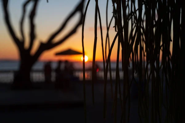 Salvador Bahia Brésil Juin 2021 Silhouette Coucher Soleil Arbre Arrêt — Photo