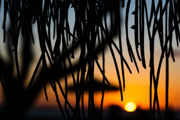 Salvador Bahia Brasilien Juni 2021 Silhouette Bei Sonnenuntergang Von Baum — Stockfoto