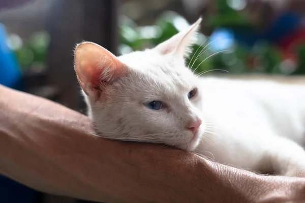 Chat Adulte Blanc Aux Yeux Bleus Reposant Sur Bras Son — Photo